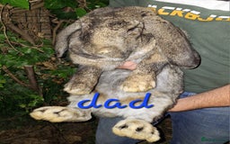 French Lop rabbits for sale: Baby Giant French Lop rabbits7 - Image 4