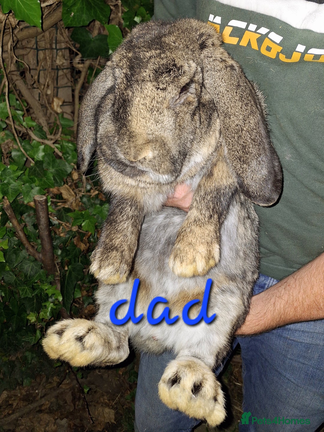 French Lop rabbits for sale: Baby Giant French Lop rabbits7 - Image 4