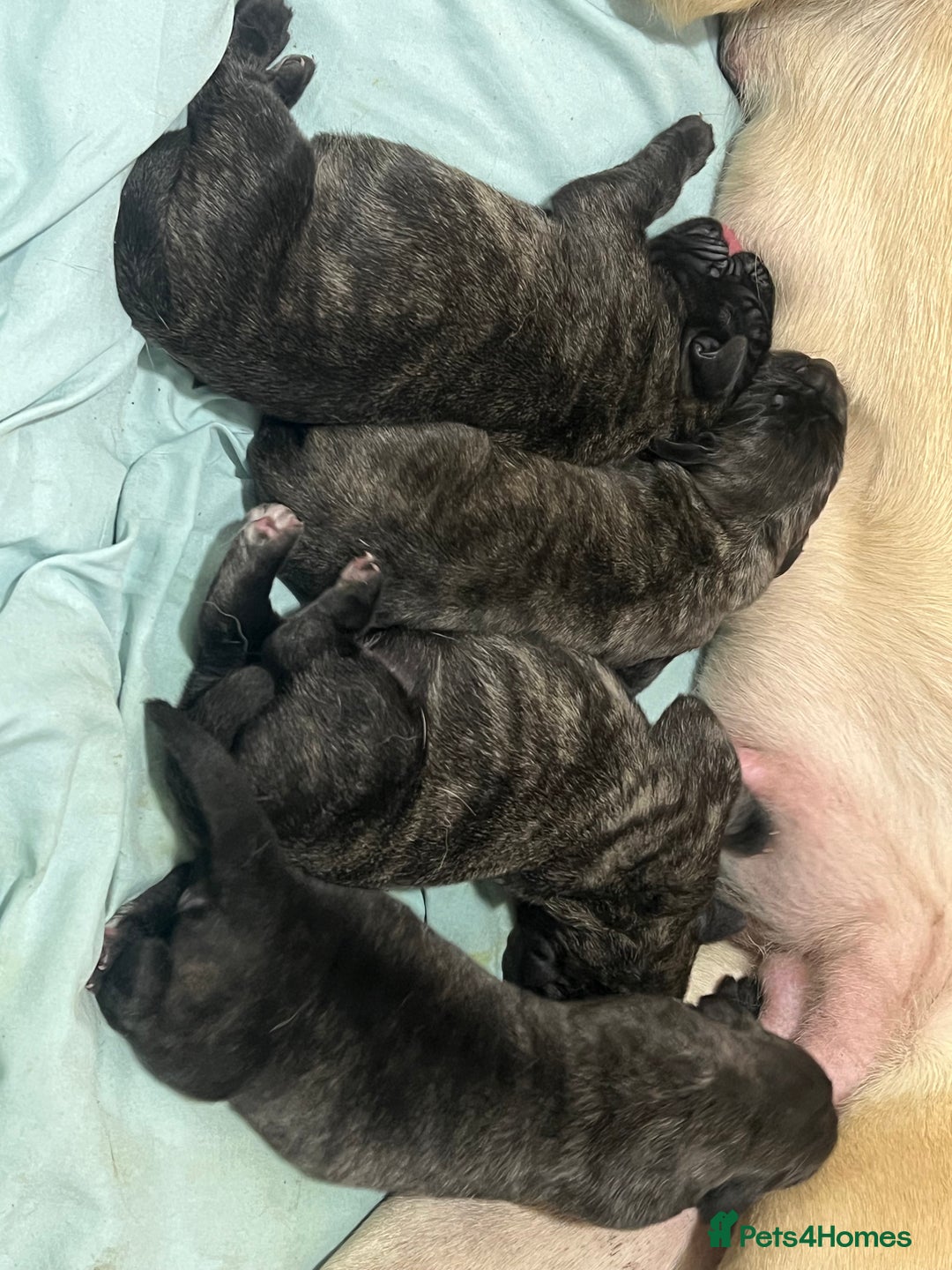 Mastiff dogs for sale: Outstanding English Mastiff - Advert 4