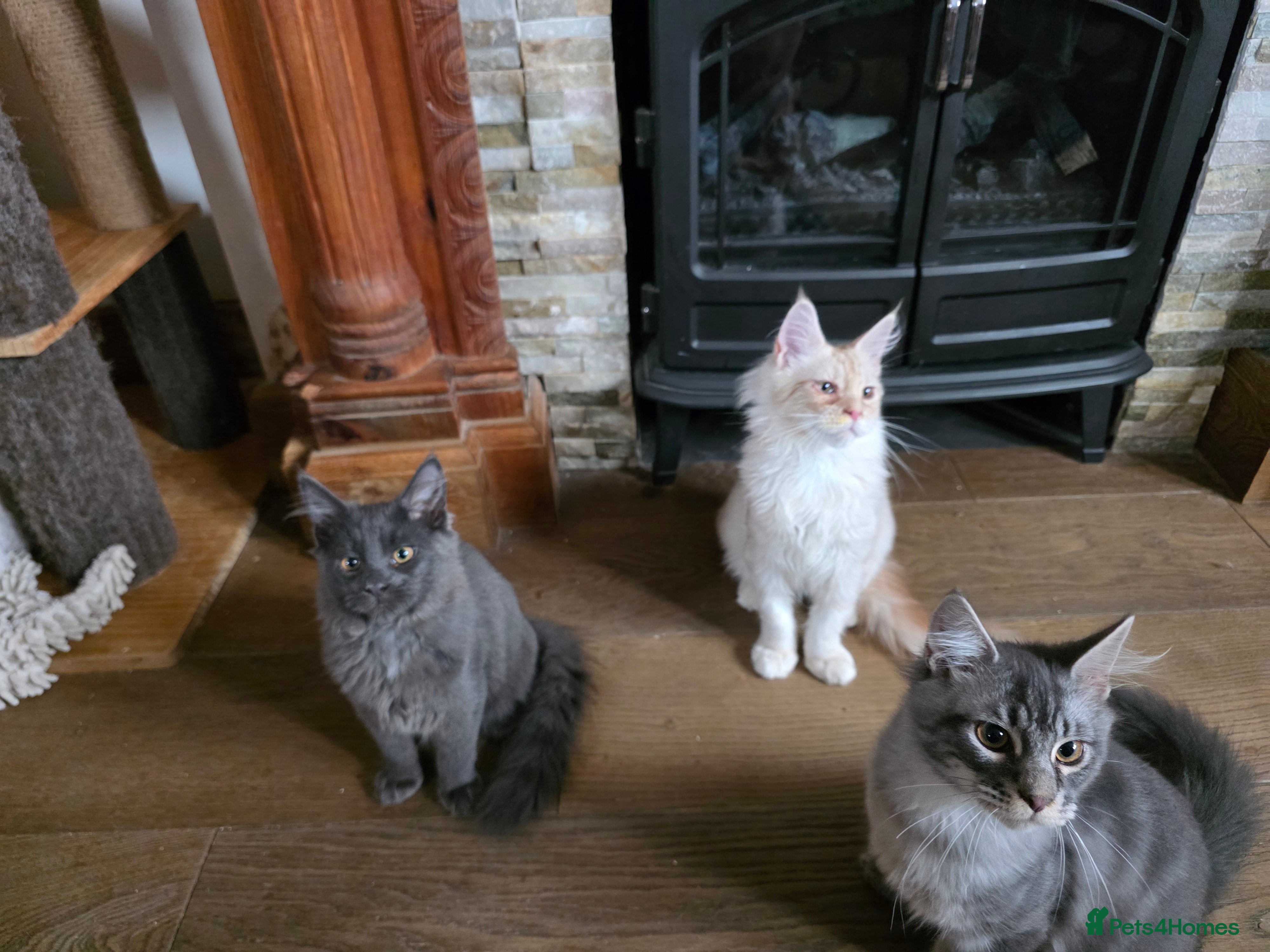 Maine Coon cats Three beautiful Maine Coon kittens - Advert 5