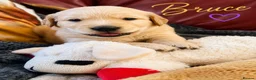 Golden Retriever dogs for sale: KC Registered Puppies From Our Much Loved Goldens! - Advert 16