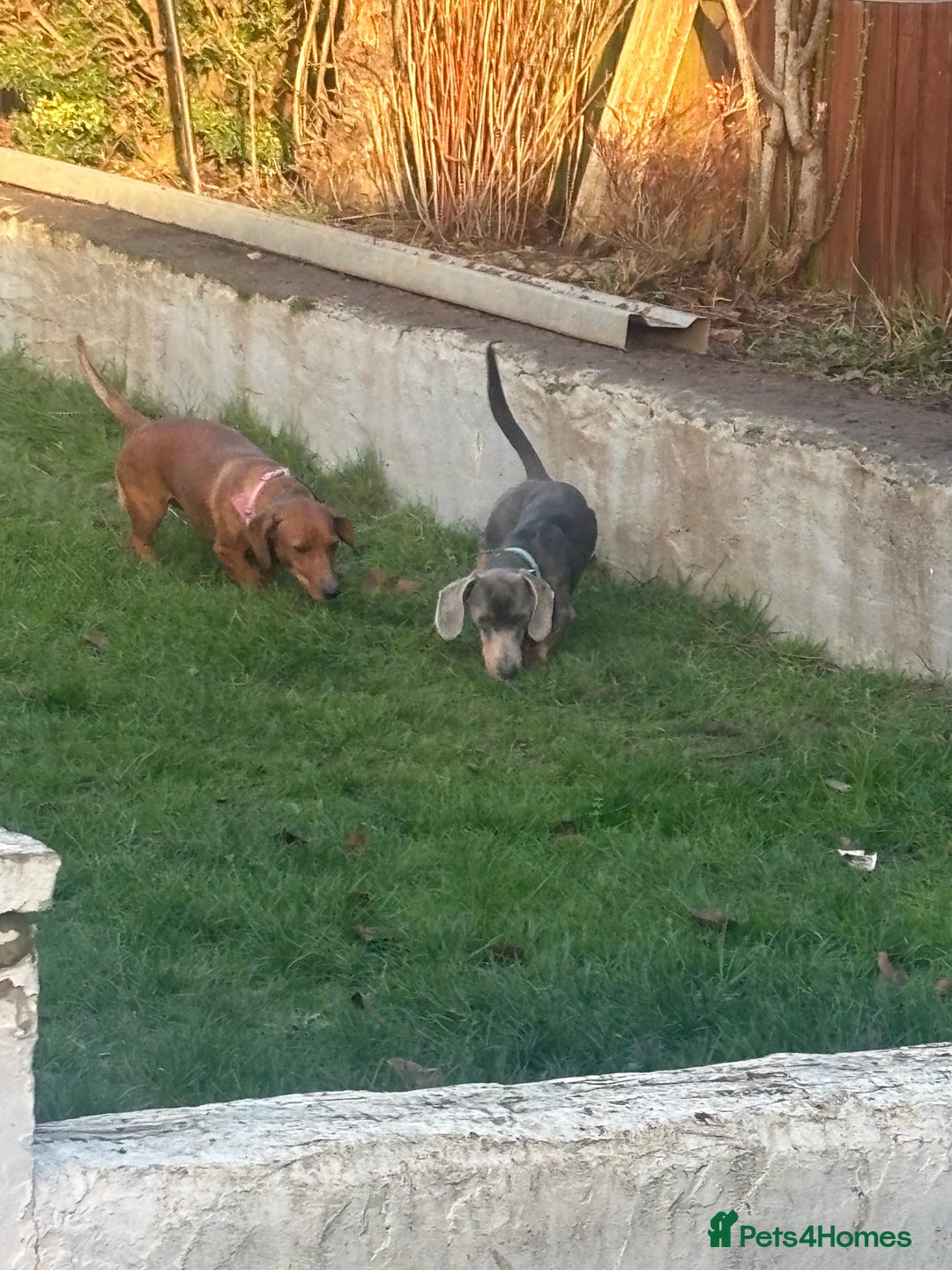 Dachshund dogs for sale: Lilac midi dachshund  - Advert 6