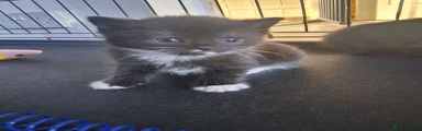 Boy kitten