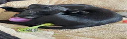 Labrador Retriever dogs for sale: 2 BEAUTIFUL BLACK BOY KC LABRADORS READY TO LEAVE - Advert 13