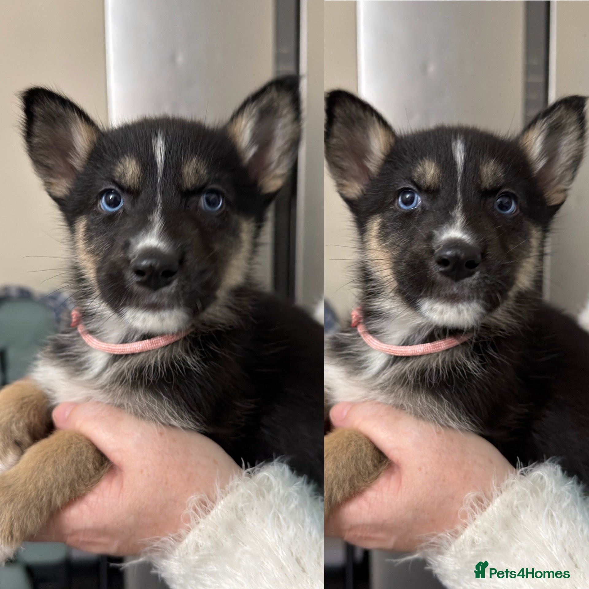 Shepsky dogs Puppies for sale - Advert 17