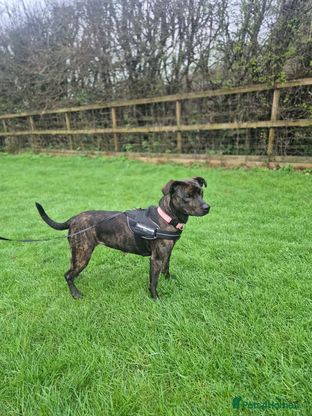 Mixed Breed dogs for adoption: MARZIPAN - 2 year old Staffie Cross - Advert 5