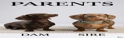 Miniature Dachshund dogs for sale: ✨ Beautiful Litter of Miniature Dachshunds ✨ - Advert 2