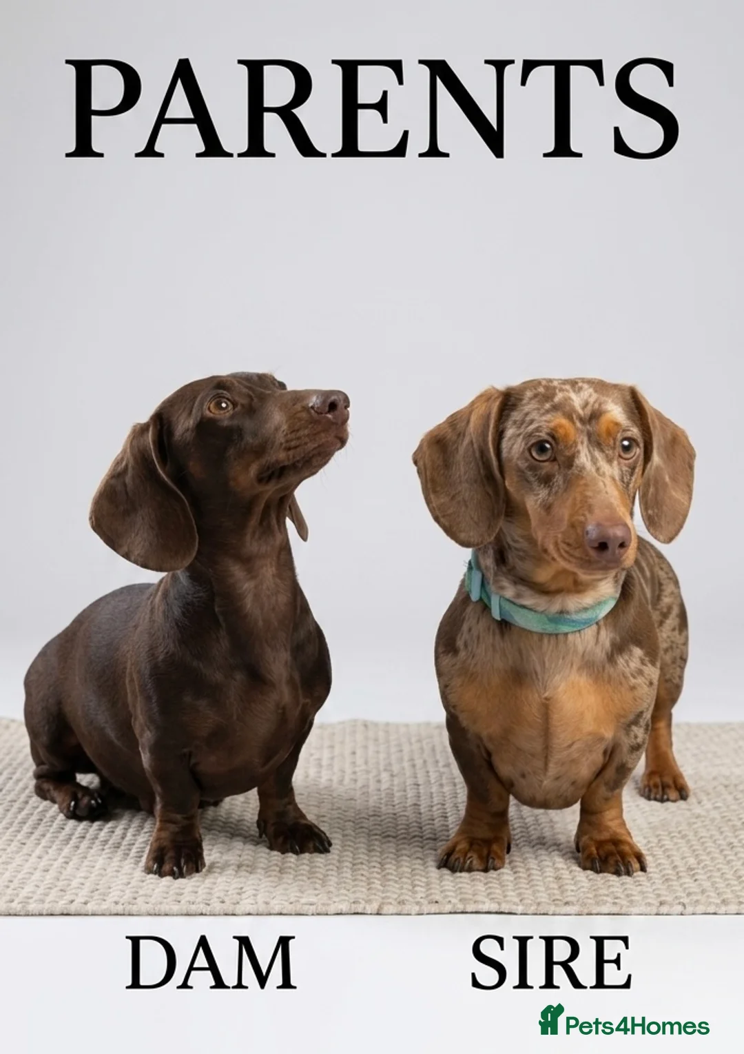 Miniature Dachshund dogs for sale: ✨ Beautiful Litter of Miniature Dachshunds ✨ - Advert 2
