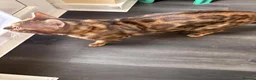 Bengal cats for sale: Exotic Bengal cat with bold rosettes  - Advert 3