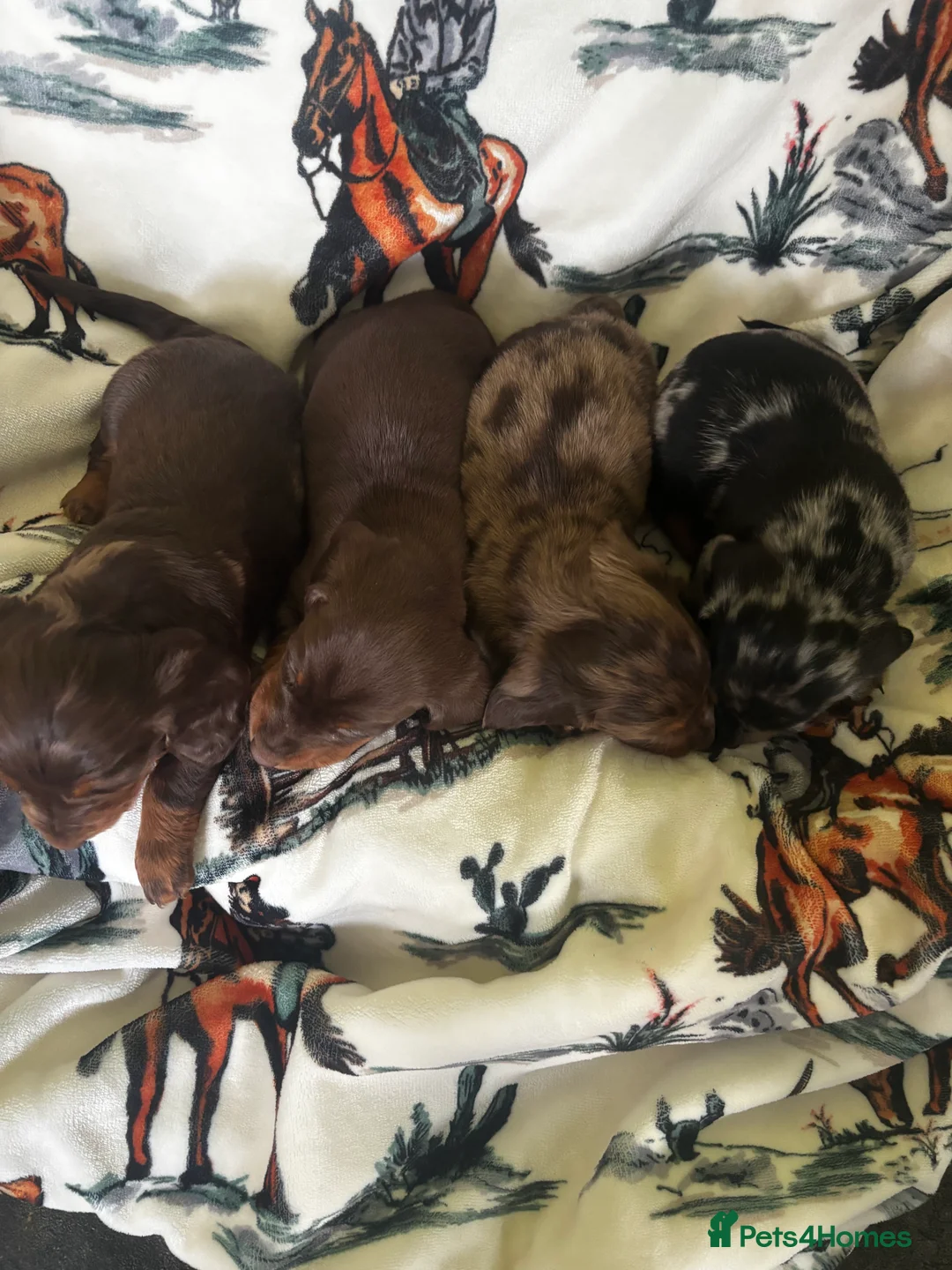 Dachshund dogs for sale: Miniature dachshund puppies 🐶long: smooth hair  - Advert 6