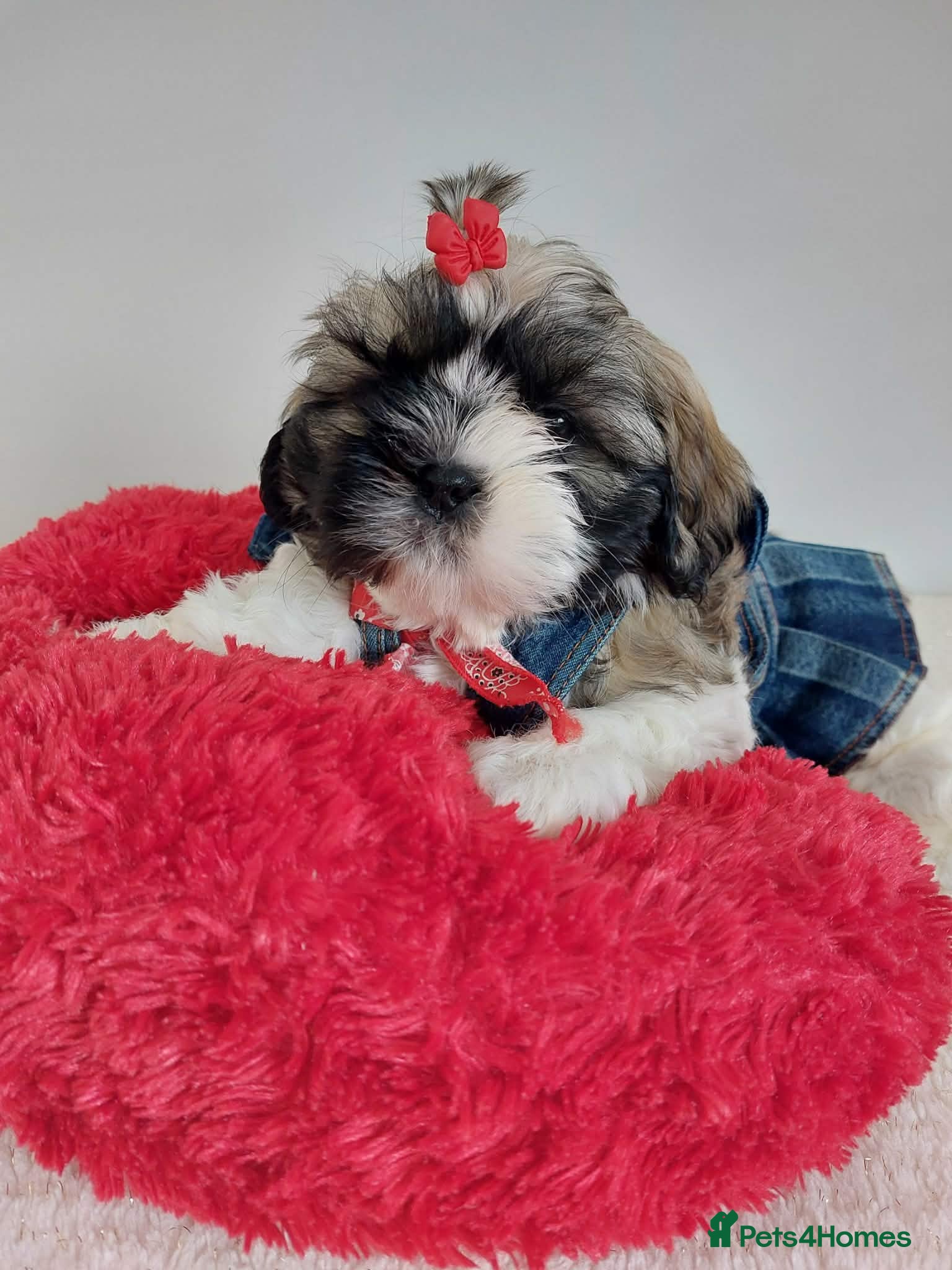 Shih Tzu dogs 3 Beautiful Shih Tzu Puppies left 💛💚❤️🩷 - Advert 1