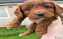 Cockapoo dogs for sale: Stunning toy size F1 cockapoo puppies - Image 12