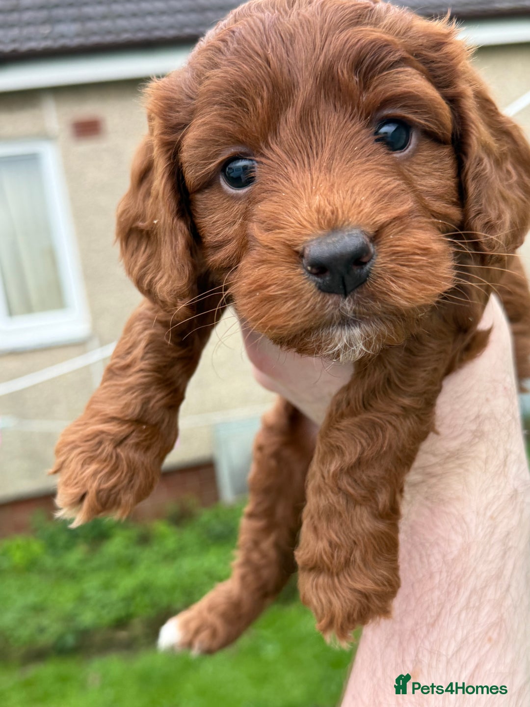 Cockapoo dogs for sale: Stunning toy size F1 cockapoo puppies - Image 12