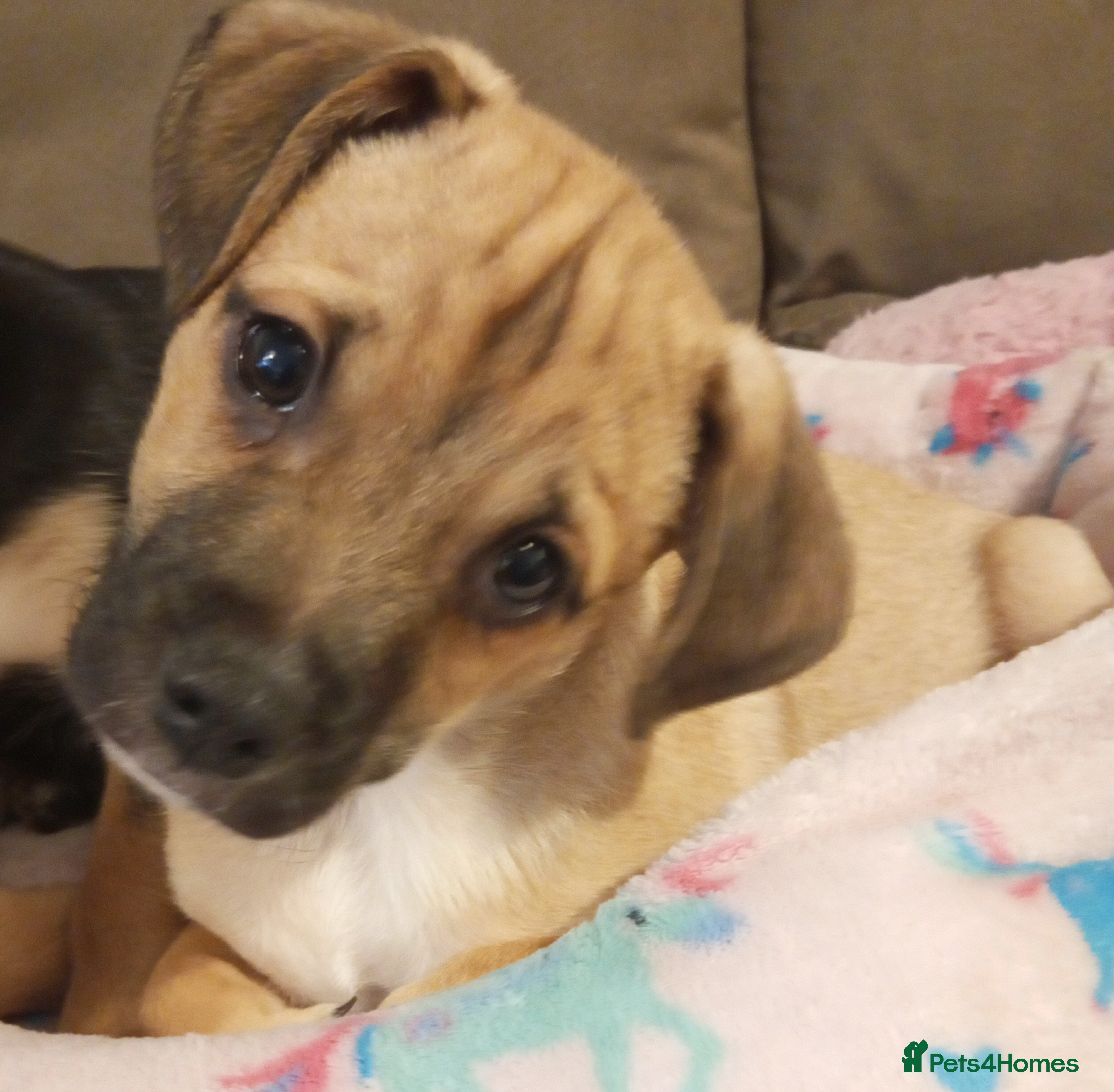 Mixed Breed dogs Pug X Collie pups (Pugollies) 3 Boys 1 Girl - Advert 1