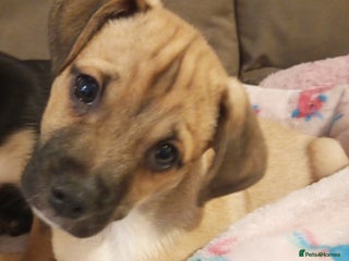 Mixed Breed dogs Pug X Collie pups (Pugollies) 3 Boys 1 Girl - Advert 2