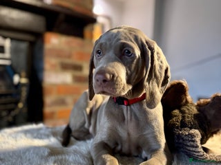 Weimaraner dogs ✨READY NOW✨ LAST FEW GIRLS✨ KC Reg Pups ✨ - Advert 15