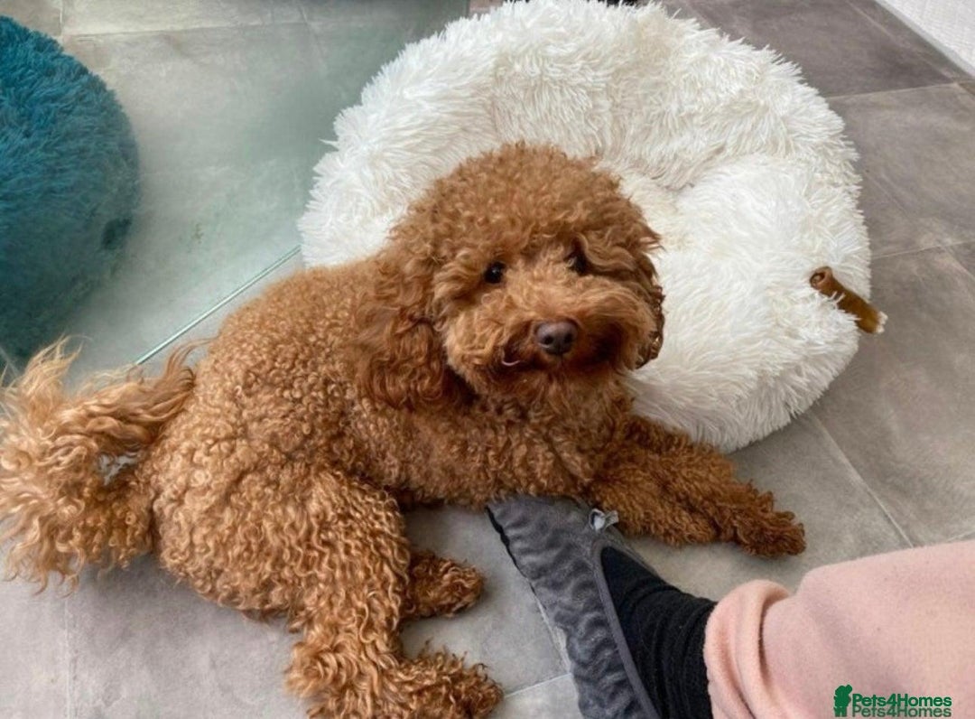 Cockapoo dogs for sale: Last Male fantastic champion line 20 combined  - Image 19