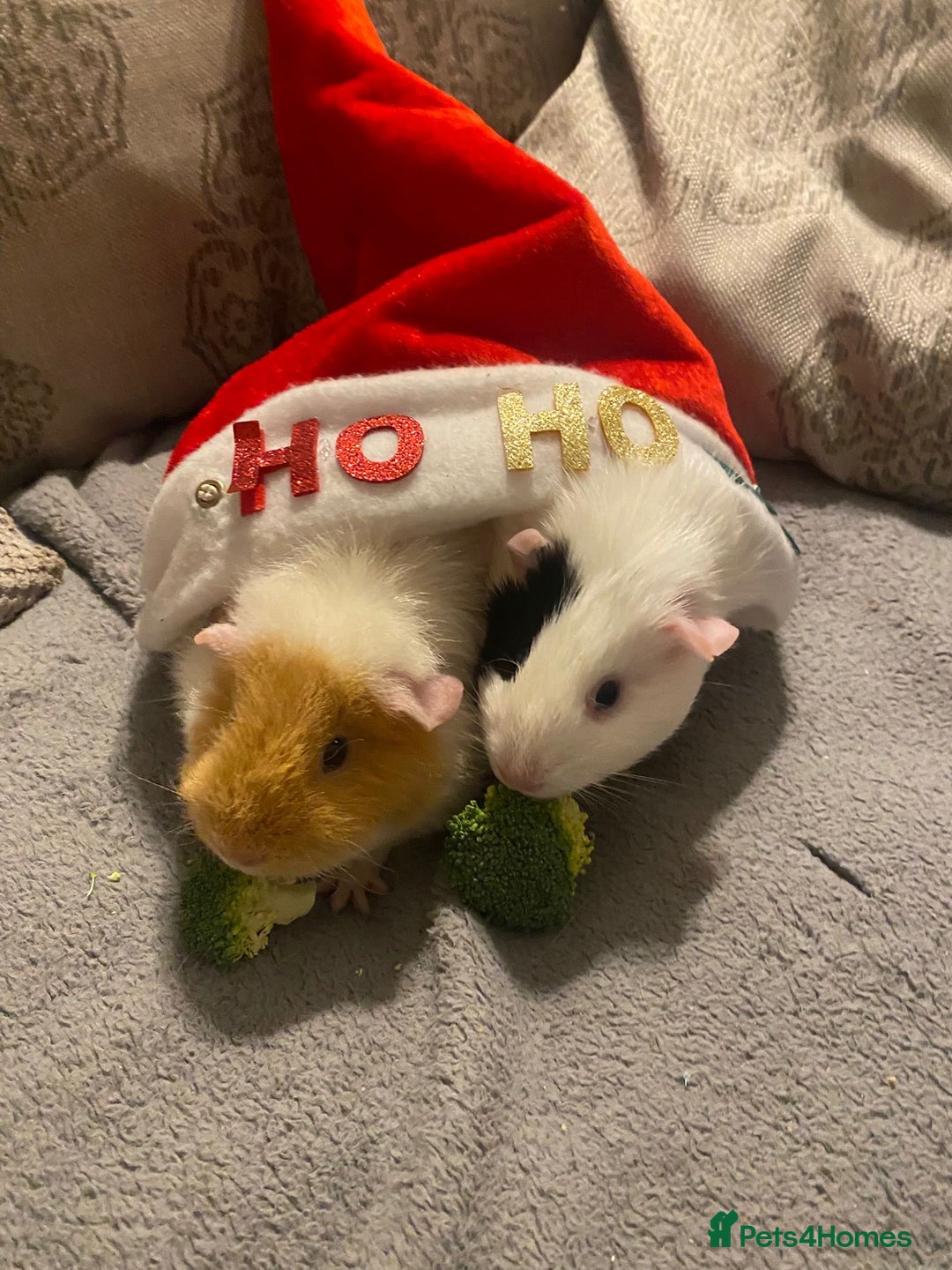 Guinea Pig rodents for sale: 2 guineapigs female with cage - Advert 3