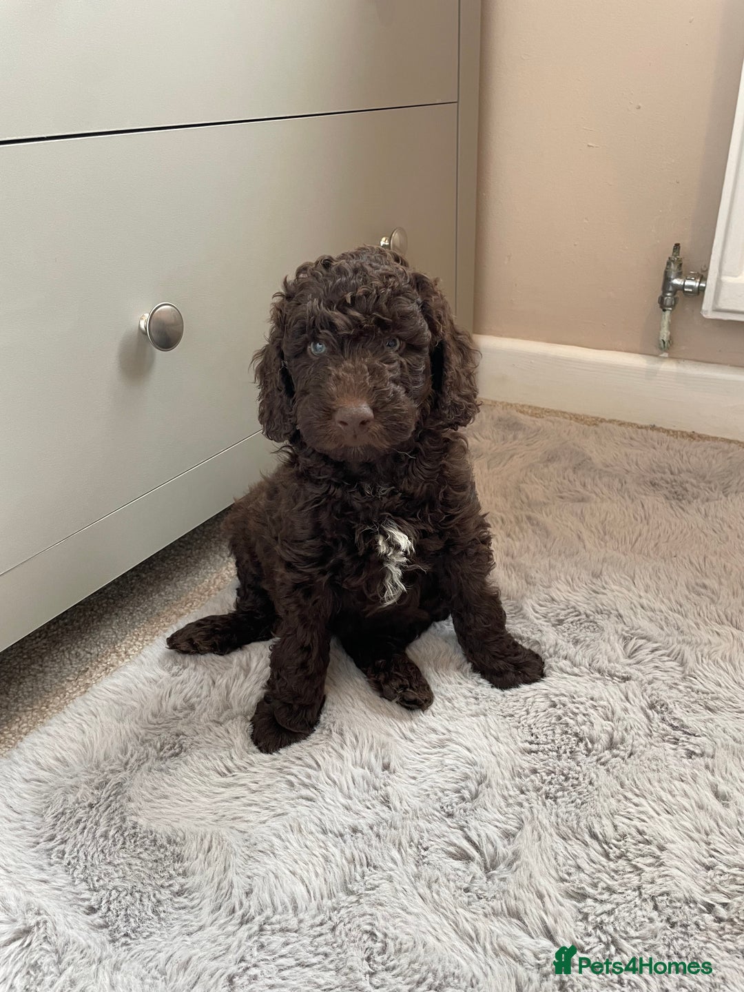 Mixed Breed dogs for sale: Australian Goldendoodles stunning BOYS ONLY   - Image 14