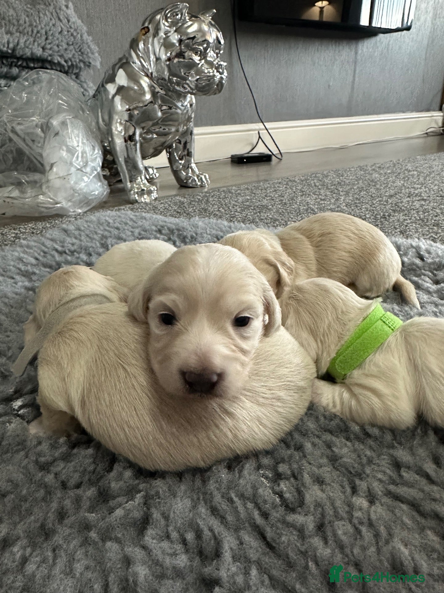 Miniature Dachshund dogs for sale: Miniature longhaired cream dachshund  - Advert 2
