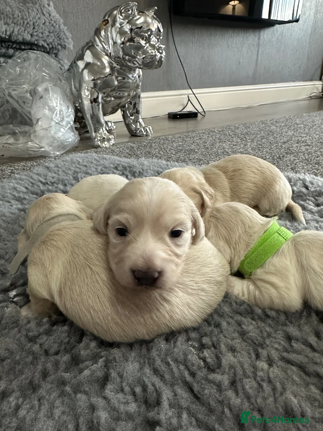 Miniature Dachshund dogs for sale: Miniature longhaired cream dachshund  - Advert 1