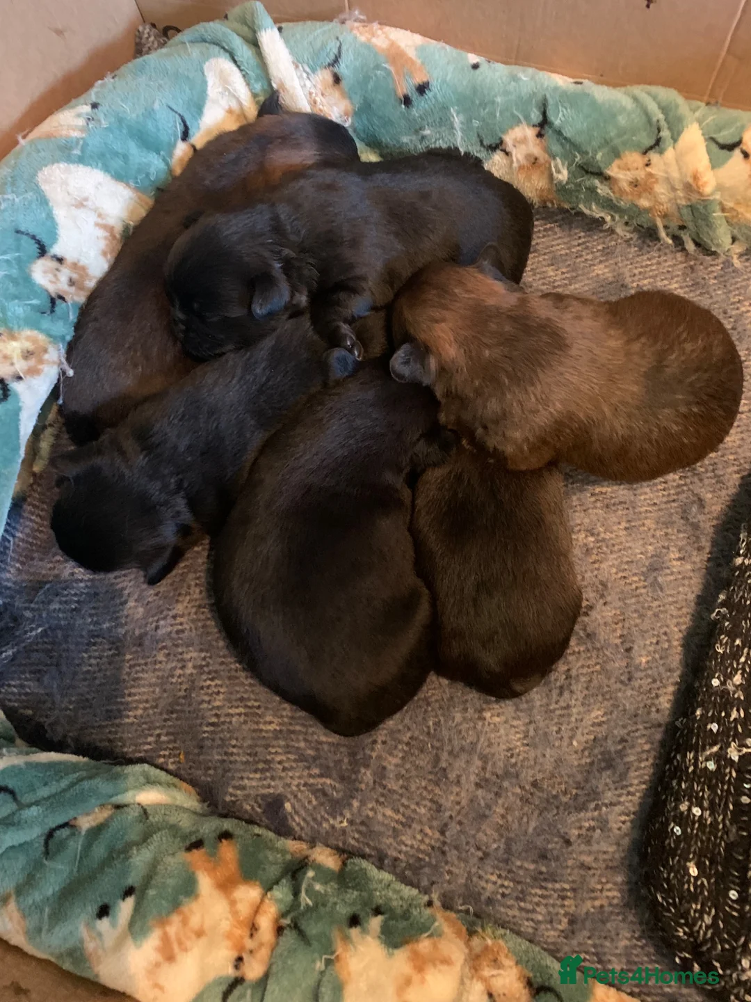 Griffon Bruxellois dogs for sale:  Brussels Griffon puppies  - Advert 10