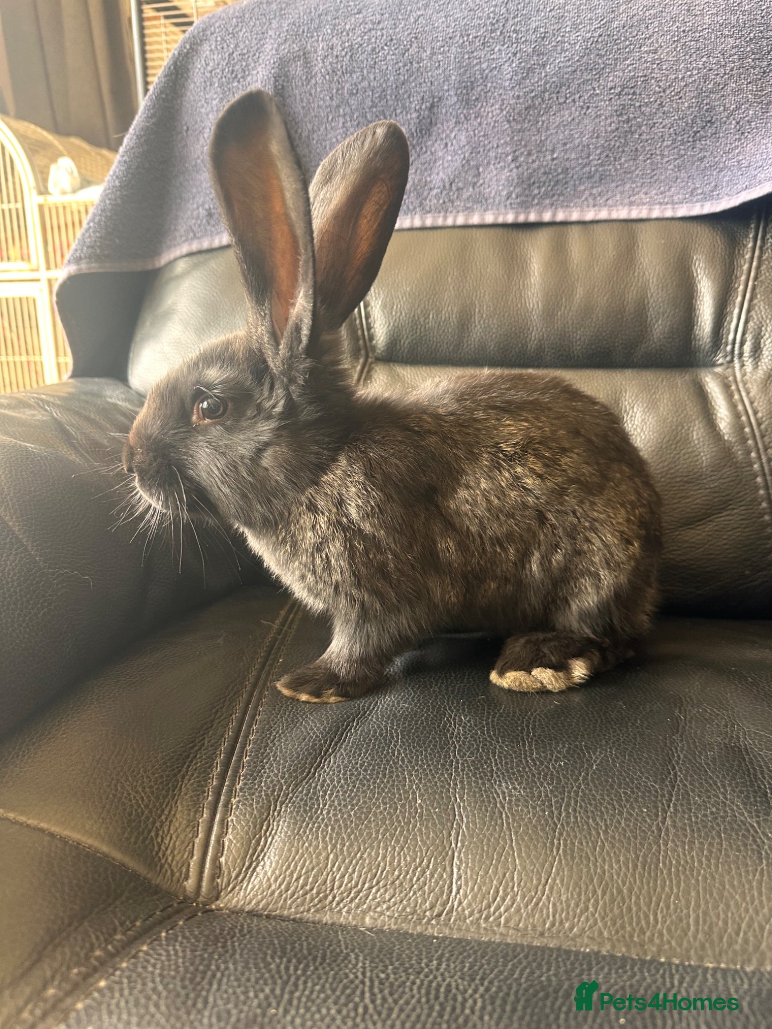 Continental Giant rabbits Baby’s giants  - Advert 5