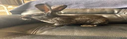 Continental Giant rabbits for sale: Baby’s giants  - Advert 1