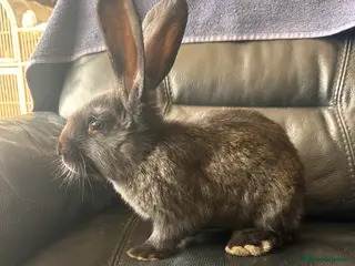 Continental Giant rabbits Baby’s giants - Advert 5