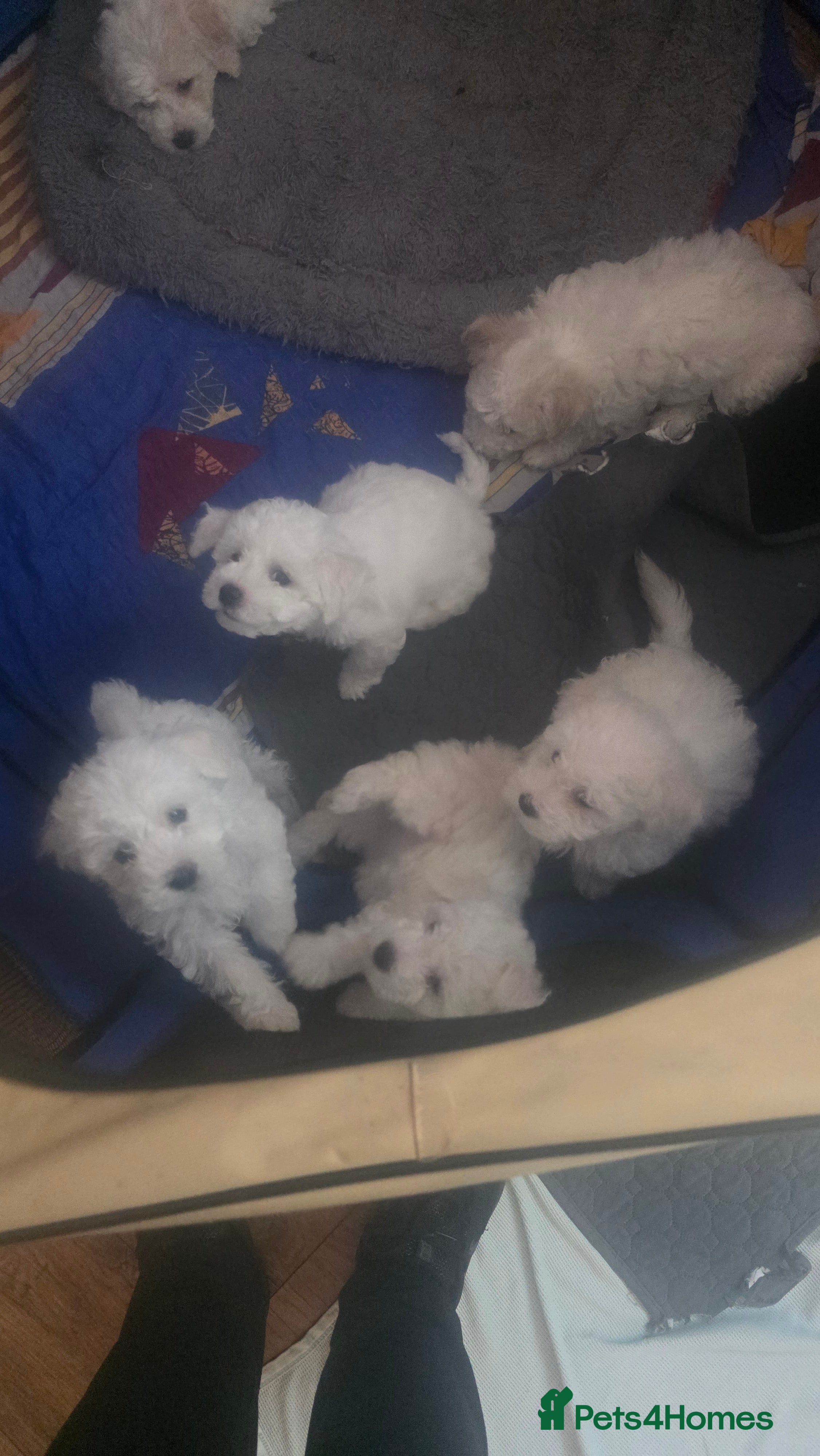 Bichon Frise dogs Bichon frise on sale - Advert 2