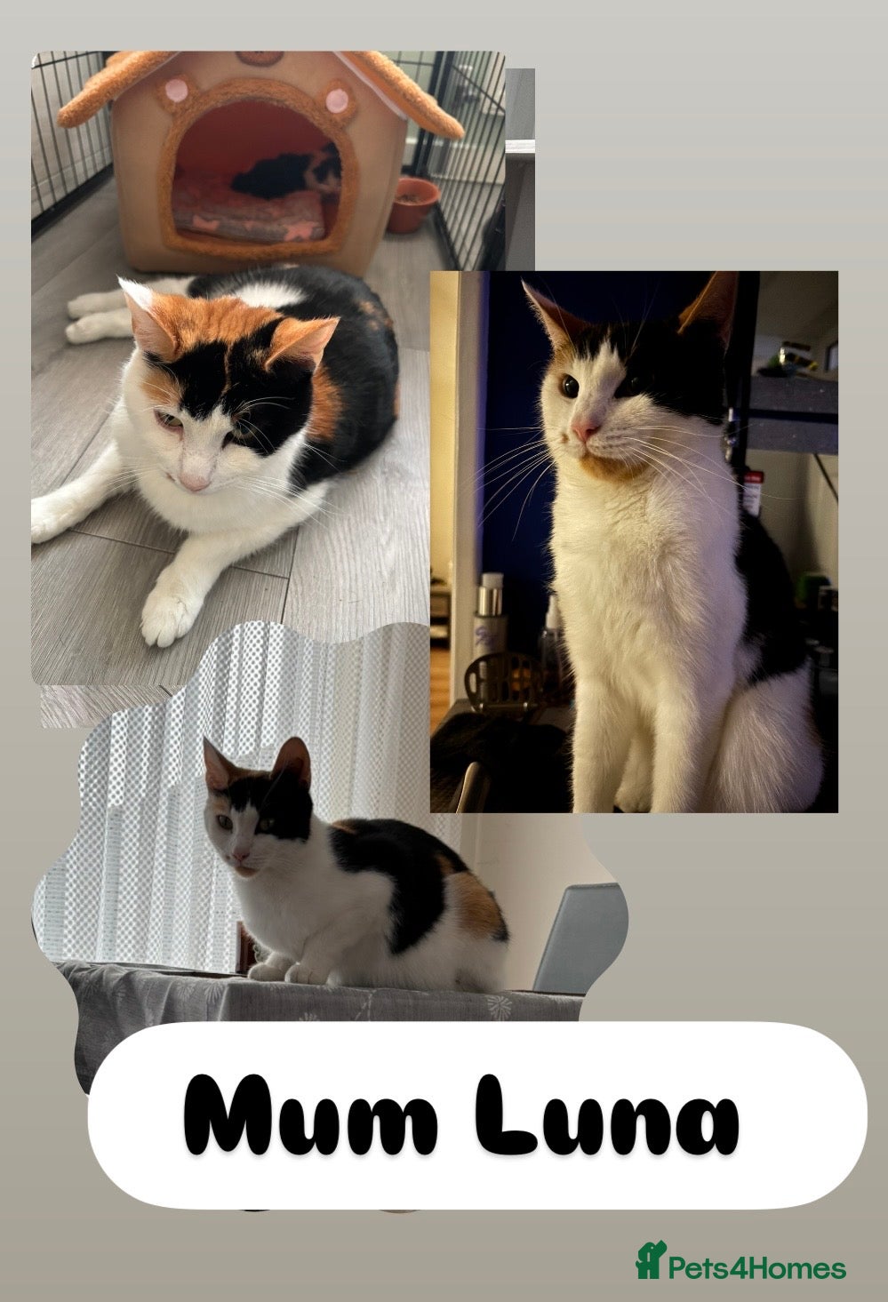 Mixed Breed cats Kittens - Advert 2