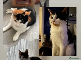 Mixed Breed cats Kittens - Advert 2