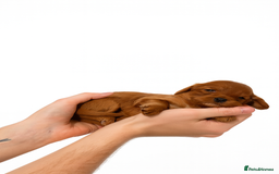 Cavapoo dogs for sale: Stunning F1B Cavapoo puppies  - Advert 3