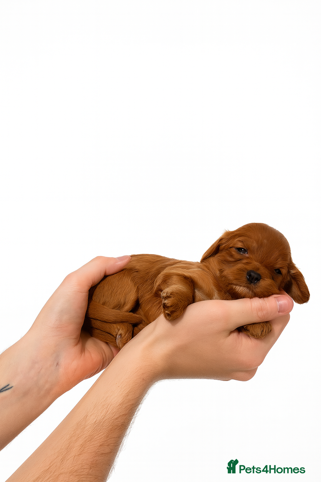 Cavapoo dogs for sale: Stunning F1B Cavapoo puppies  - Advert 3