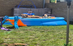 Golden Retriever dogs for stud: Our Loveable Goof in Woking - Image 14