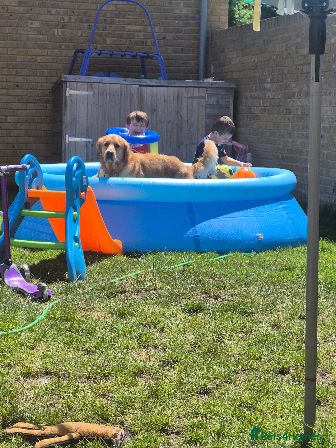 Golden Retriever dogs for stud: Our Loveable Goof in Woking - Image 14
