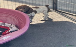 Cocker Spaniel dogs for sale: READY FOR NEW HOMES CAN LEAVE homes health tested  - Image 33