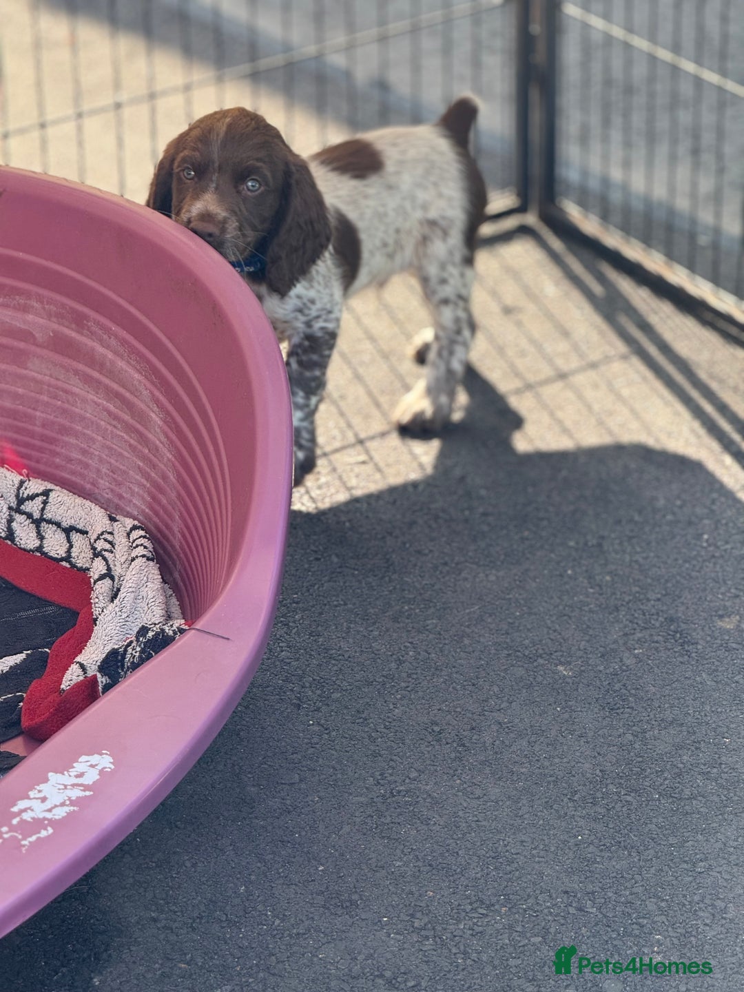 Cocker Spaniel dogs for sale: READY FOR NEW HOMES CAN LEAVE homes health tested  - Image 33
