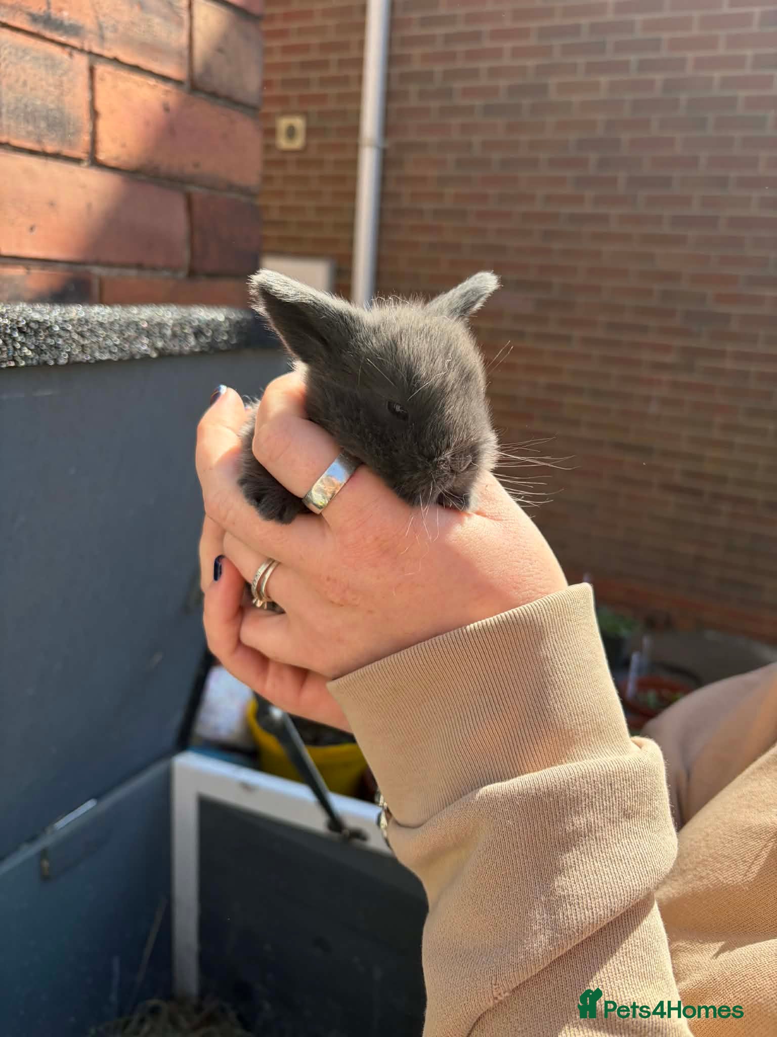 Mini Lop rabbits ✨2 LEFT✨Lilac Blue Mini lop babies! 🐰 - Advert 24