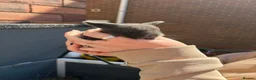 Mini Lop rabbits for sale: ✨2 BOYS LEFT✨Lilac Blue Mini lop babies! 🐰 - Advert 4