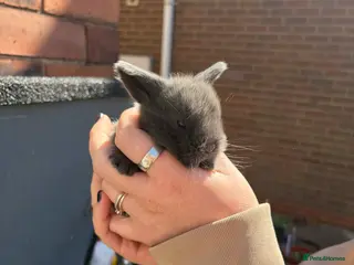 Mini Lop rabbits ✨2 LEFT✨Lilac Blue Mini lop babies! 🐰 - Advert 24