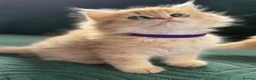 British Longhair cats for sale: CHUNKY, BEAUTIFUL BLH GOLDEN KITTENS  - Advert 11