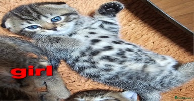Scottish Fold cats - Advert 12