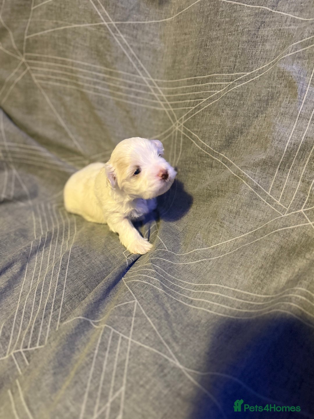 Maltese dogs for sale: Maltese puppies for sale  - Advert 2