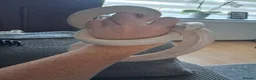 Corn Snake reptiles for sale: Various corn snakes for sale, Snow Tessera & more - Advert 33