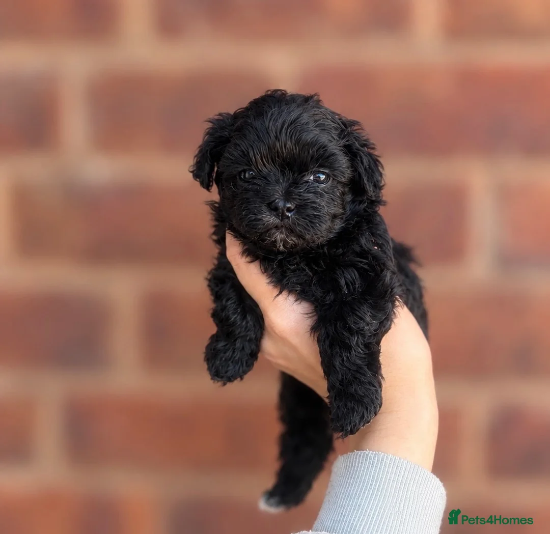 Maltipoo dogs for sale: ✨🖤 EXCLUSIVE ASIAN MALTIPOO BABIES 🖤✨ - Advert 2
