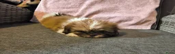 Shih Tzu dogs for sale: Quality Half Imperial Shihtzus. - Advert 8