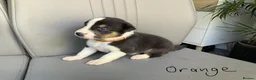Mixed Breed dogs for sale: 🐾 Beautiful Shollie puppies - Advert 12