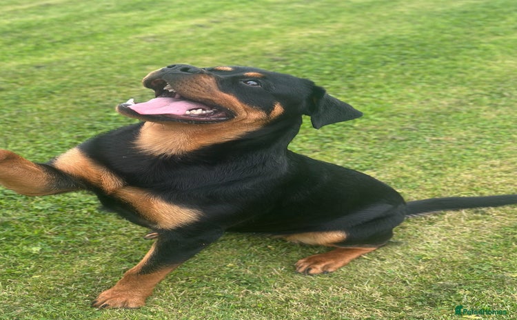 Rottweiler dogs in Workington - Advert 7