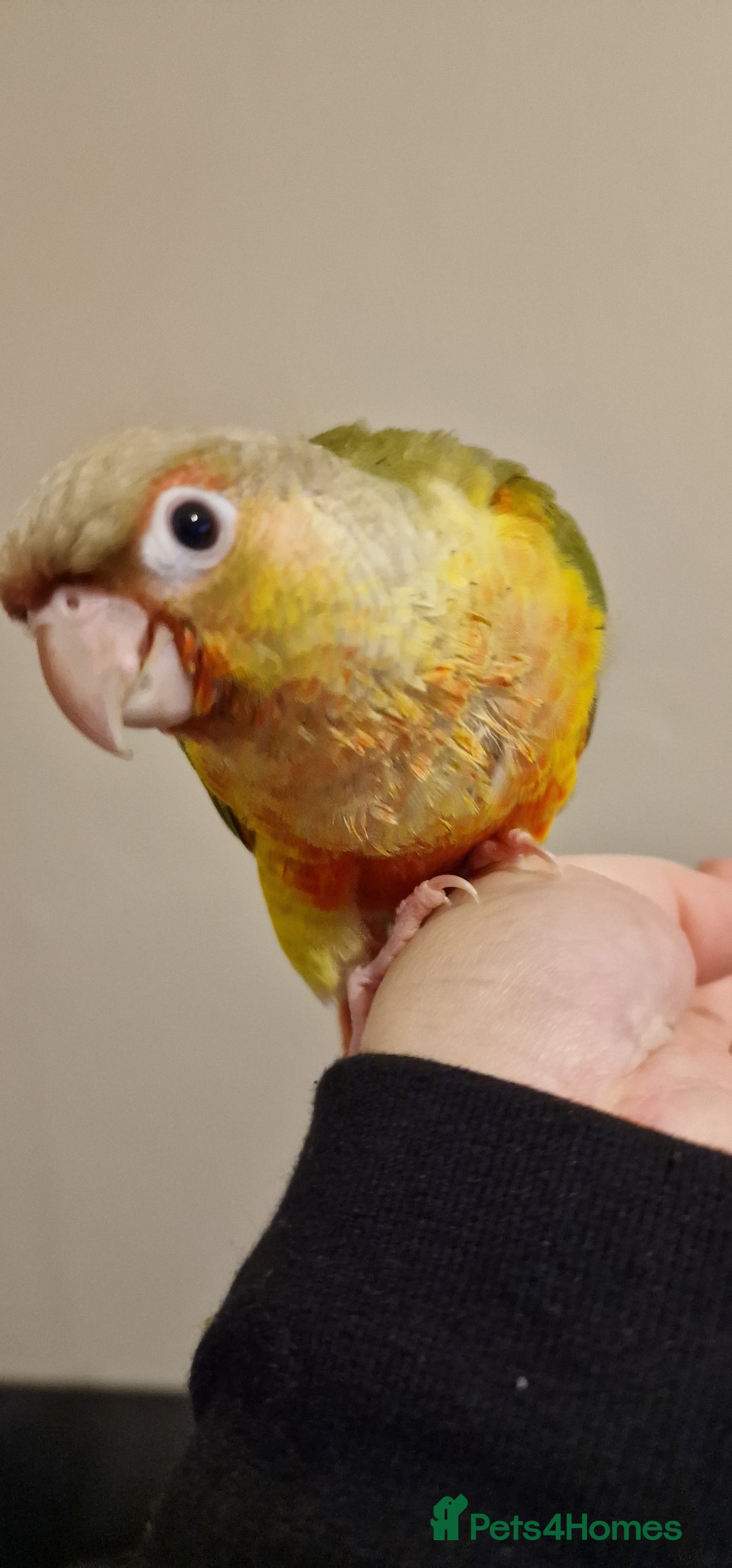Conures birds for sale: Beautiful fully hand reared conure baby's  - Advert 19